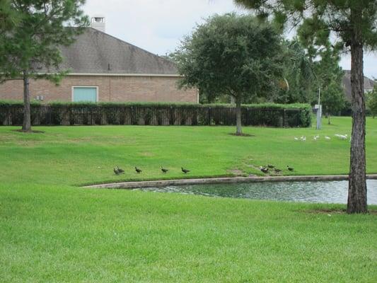 Eight ducklings saw us from far away and quickly made their way over :)  Mother Duck is in the back forced to keep up.