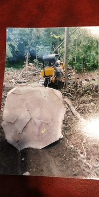 More logs to the mill