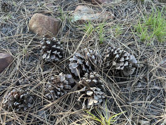 Pine Cones