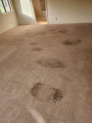 Colgate Carpet Cleaning