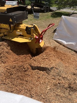 Grinding up a big oak stump