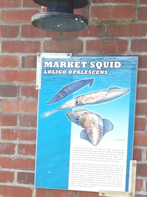 Sea Life information posters attached to several outside walls of garage