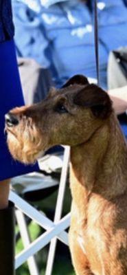 Irish Terrier