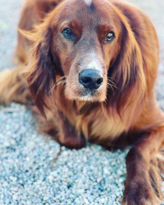 Broadway Kennels Boarding & Grooming