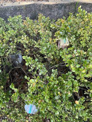 Starbucks cups stuffed into bushes