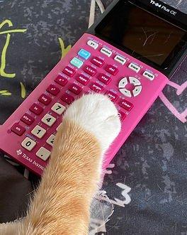 The assistant tutoring cat DINGUS loves Julie's pink TI-84.