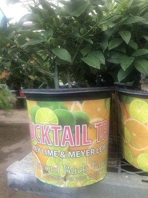 Key limes AND Meyer lemons in one pot... now that's a party!