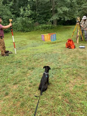 Our pup supervising the survey process