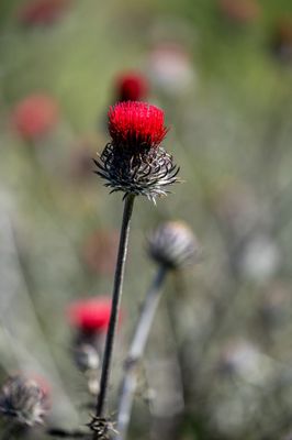 Shell Ridge Open Space