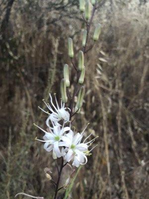 Don't know what this flower is, but it's blooming all over the trail now.  Another surprise from this super spring.  June2019