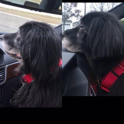 Diamond Dog / Before & After Hair Cut. 12-7-17