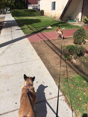 Australian shepherds on a walk