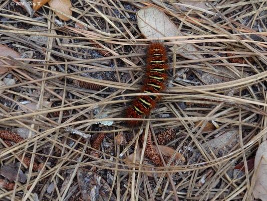 An Echo Moth (Seirarctia echo) Caterpillar.