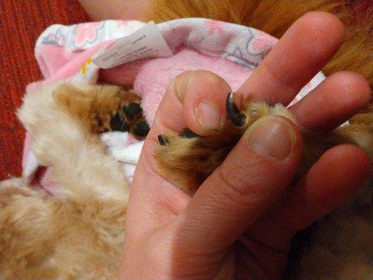 Push fur back to identify nail length