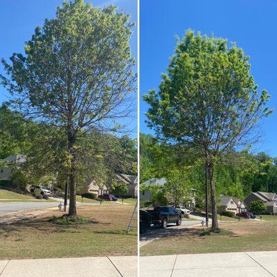 Pruned oak