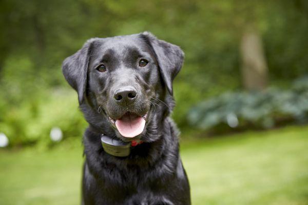 DogWatch of Central Georgia