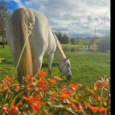 Chisholm Equestrian Academy