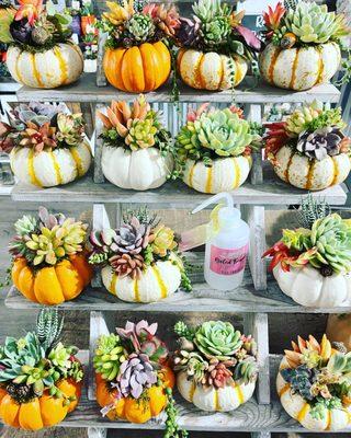 Succulent pumpkin pop up shop in 78737 at our succulent shop