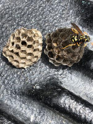 If you look closely, you can see egg capsules inside the honeycomb, and the queen feeding the larvae.