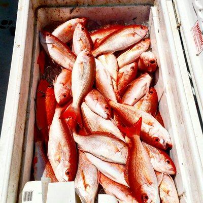 This cooler full of vermillion snapper = a lot of good meals