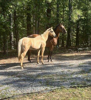 Willy's Castle OTTB (back) & Summer girl front. They always know how to horse around