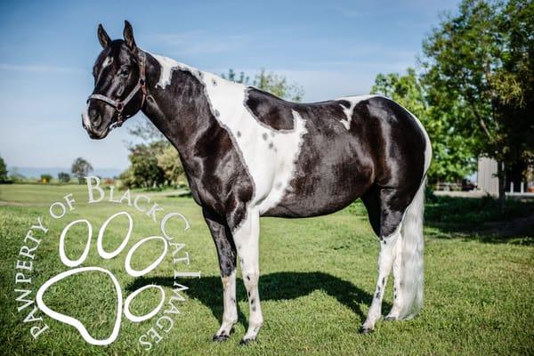 "Fancy" Painted Quarter horse from Davis, CA