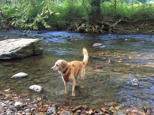 Wet sandy creek monster