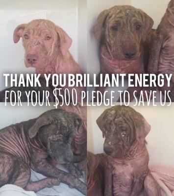 Brilliant Energy pledge $500 dollars to these poor dogs! What a generous company!