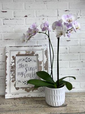 Orchid pot