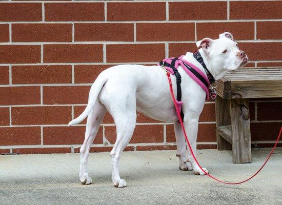 Pearl indicating that she found the hide in her NACSW exterior search.