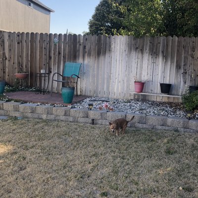 Twinkie exploring backyard