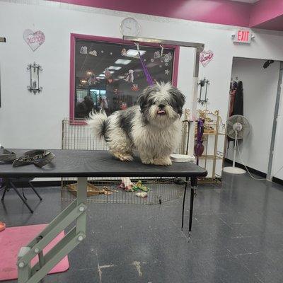 Before picture of a shihtzu.