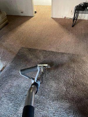 Carpet Cleaning