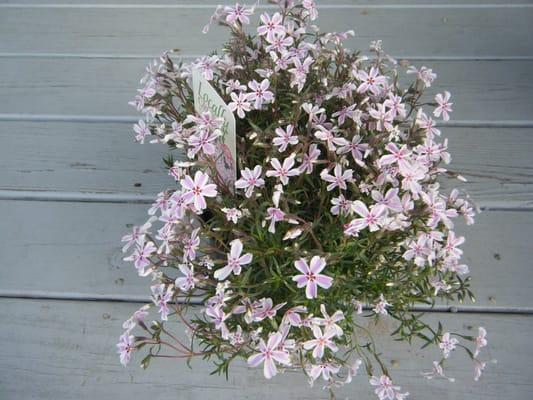 Candy stripe moss phlox