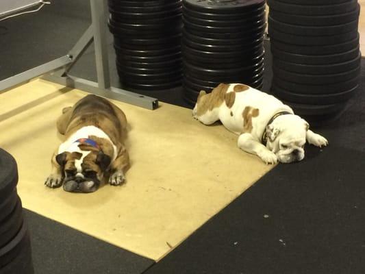 Hard working pups Tayo and Oscar