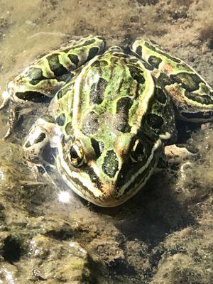 My girl took this picture of a frog in the river