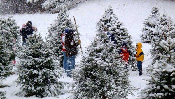 Snowy Christmas Tree Lot