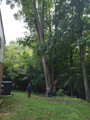 Tree removal