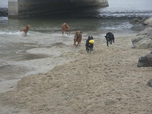 Our clients in the Service enjoying a Beach "Pawventure"