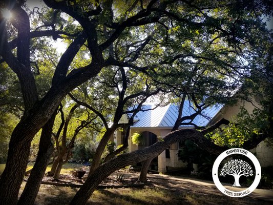 San Antonio Tree Service