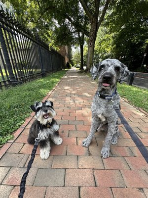 My dog Albie on the left with his walking buddy Shadow