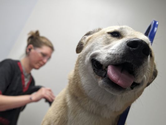 drying a dog