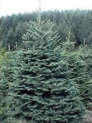 fresh cut Christmas trees weber, fresh cut christmas trees Park city, fresh cut christmas trees heber, fresh cut trees midway