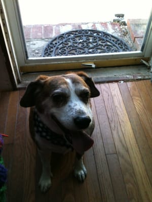 Charlie after his wicked clean bath!