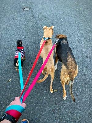 Family stroll: little Payton, foster dog Jerome, and Head Dog Luna