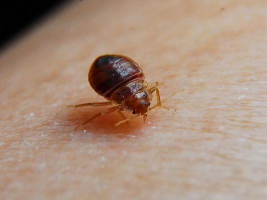 We specialize in Bed Bug control.