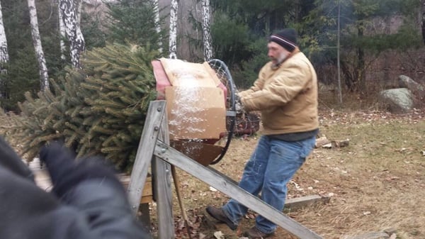 Pulling the tree through the netting mechanism (? Not sure what it's called).