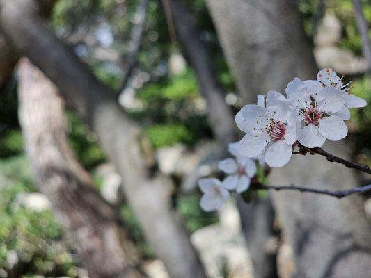 Storrier Stearns Japanese Garden