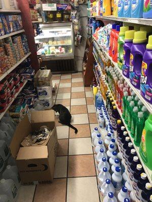 Bodega cats