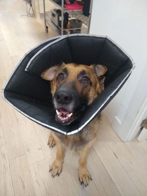 Teddy, biggest fan of Austin Veterinary Care.